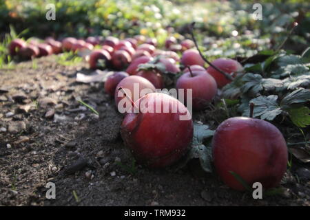 Kleine rote Äpfel in der Sonne, auf dem Boden von einem Apfelbaum im Oktober gesunken Stockfoto
