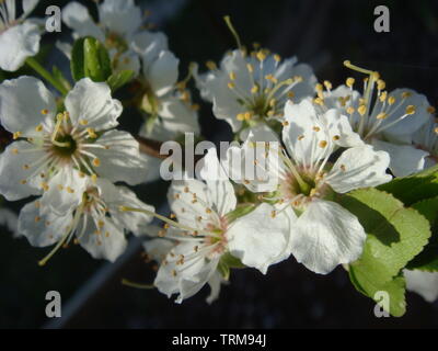 Blüte der Kirschblüten im Frühling mit grünen Blättern, natürliche Blumen saisonal Hintergrund. Blühender Baum - Frühling im Stadtpark - Natürliche zurück Stockfoto