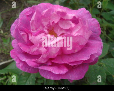Close-up schöne rosa Rose in einem Garten. Schönen blühenden zarten rosa Rose auf einen dunkelgrünen Hintergrund. Konzept für Liebe in Valentinstag Stockfoto