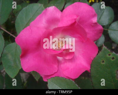 Close-up schöne rosa Rose in einem Garten. Schönen blühenden zarten rosa Rose auf einen dunkelgrünen Hintergrund. Konzept für Liebe in Valentinstag Stockfoto