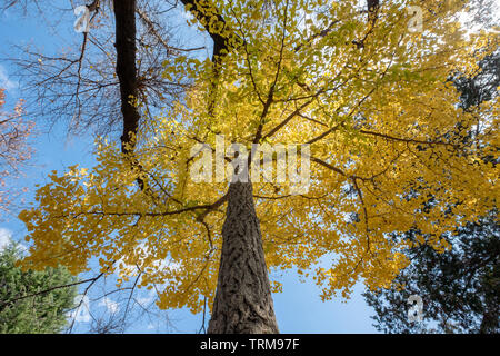Low Angle View Ginkgo Biloba gelbe Blatt Baum mit blauen Himmel im Herbst Stockfoto