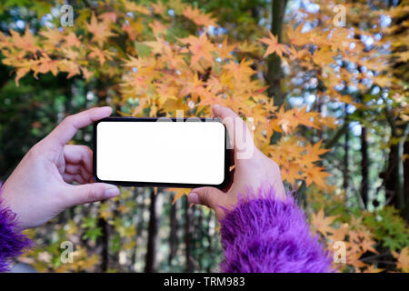 Touristische weiblichen ein Foto von Ahorn Blätter im Herbst von weißer Bildschirm smartphone Stockfoto