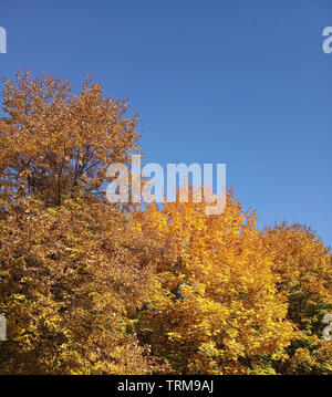 Bäume im Herbst gegen den blauen Himmel. Gelb Herbst treibt auf blauen Himmel Hintergrund. Stockfoto