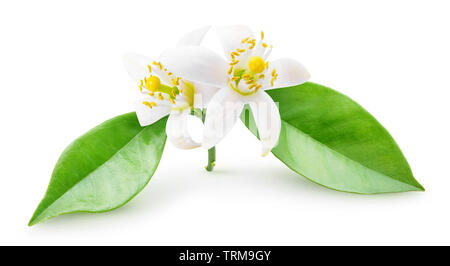 Isolierte orange Blüten. Kleine Niederlassung von orange Baum mit Blüten und Blätter auf weißem Hintergrund mit Freistellungspfad isoliert Stockfoto