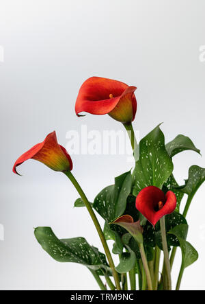 Calla Lilie blüht in voller Blüte zeigte schöne Formen Stockfoto