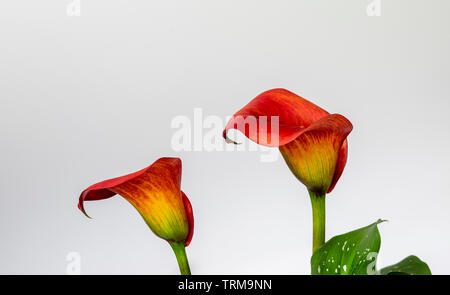 Calla Lilie blüht in voller Blüte zeigte schöne Formen Stockfoto