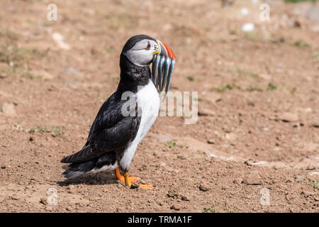 Papageitaucher, Fratercula arctica, mit Sand Aale auf der Insel Skomer, Pembrokeshire, Wales. Stockfoto