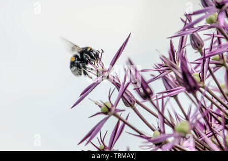 Close-up Seitenansicht einer Biene Ernte Nektar aus einer Lila allium Blume Stockfoto