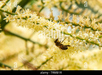 Eine Hover fly Feste auf dem Nektar und Pollen aus der Rispe Blumen der cordyline Australis, Devon Garten. Stockfoto