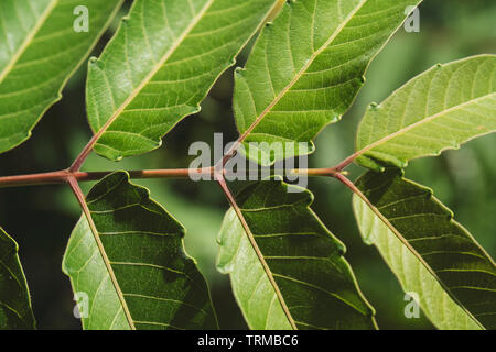 Grüne Blätter in tropischen. Ansicht von oben. Flach. Natur Hintergrund, Nahaufnahme Blatt. Stockfoto