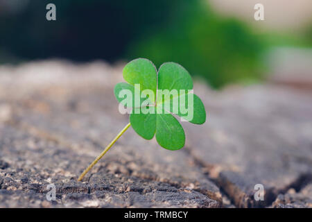 Neues Leben Konzept mit Kleeblatt. Business Development symbolisch. Stockfoto