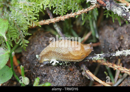 Arion fuscus, bekannt als der Dusky Arion Stockfoto