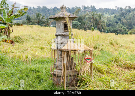 Reisfeld mit Altar für Angebote Dewi Sri (Reis Mutter), Jatiluwih Reis Terrassen, Tabanan, Insel Bali, Indonesien Stockfoto