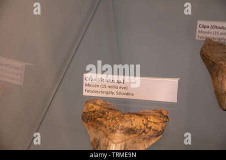 Alte Tiere in Stein Stockfoto