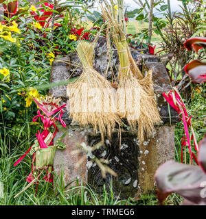 Reisfeld mit Altar für Angebote Dewi Sri (Reis Mutter), Jatiluwih Reis Terrassen, Tabanan, Insel Bali, Indonesien Stockfoto