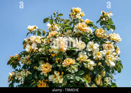 Strauch, Rose, Rosa Bin aigold' Stockfoto