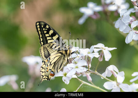 Schwalbenschwanz Schmetterling Fütterung, Norfolk Stockfoto