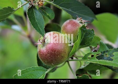 Apple Bus auf Zweig Stockfoto