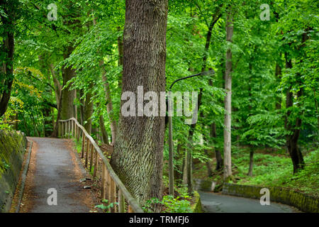 Ein Fußweg mit einem Holzgeländer und eine Straße mit vielen schönen grünen Frühling Bäume in der Stadt Stockfoto