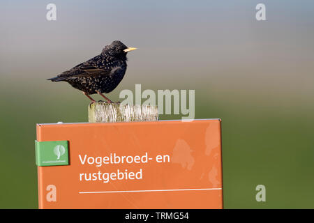 Common Starling/Star (Sturnus vulgaris) thront, ruht auf ein Zeichen der niederländischen Staatsbosbeheer, Vogelschutz, Zucht Bereich, Ruheraum, Nethe Stockfoto