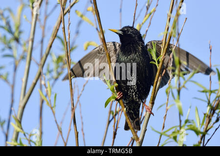 Common Starling/Star (Sturnus vulgaris) Erwachsene in der Zucht Kleid, umwerben, seine Flügel öffnen, sieht aus wie ein Exhibitionist, lustig, Wildlife, Europa Stockfoto