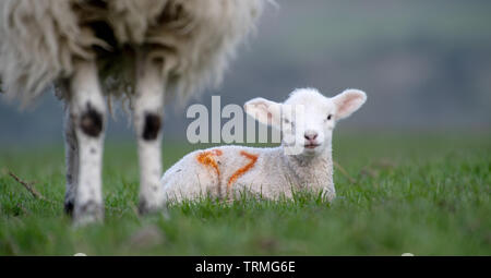 Ewe stehen über ein kleines weißes Lamm in Feld, schützen t. North Yorkshire, UK. Stockfoto