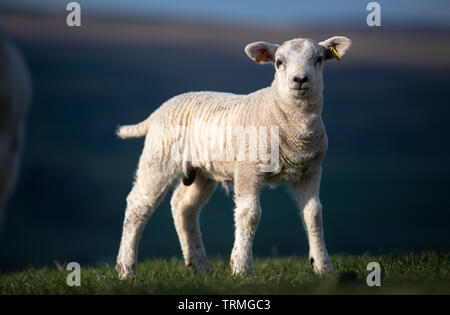 Junge entitled Texel Lamm in der Weide stand, North Yorkshire, UK. Stockfoto