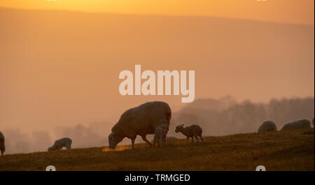 Schafe Silhouette gegen Sonnenaufgang in Wensleydale, North Yorkshire, UK. Stockfoto