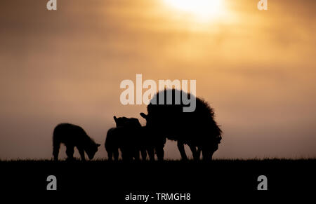 Silhouette von Schafen und Lämmern gegen einen Sonnenuntergang. North Yorkshire, UK. Stockfoto