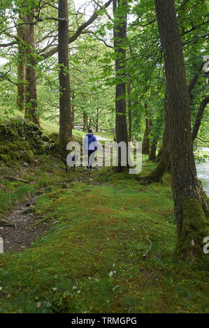 Eine junge Frau zu ihrem Haustier Rottweiler Hund im ruhigen Wald Der Nationalpark Lake District, Cumbria, England, UK, GB. Stockfoto