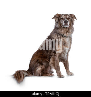 Wunderschöne erwachsenen männlichen Australian Shephard dog, sitzt seitlich. Suchen Majestic in Richtung Fotograf mit braunen Augen. Auf weissem Hintergrund. Stockfoto