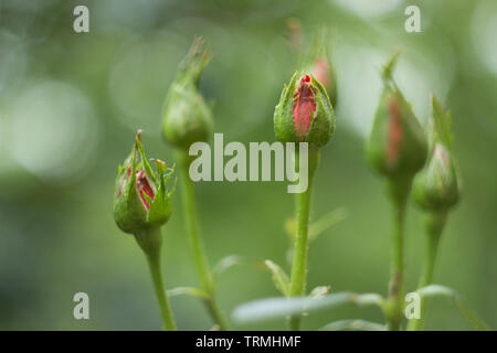 Ungeöffnete knospen Rosen auf einem Busch Stockfoto