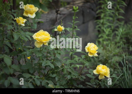 Gelbe Rose Bush im Garten, in der Nähe Stockfoto