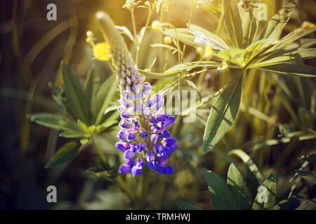 Ein schönes lila Lupin Blume wächst unter seiner riesigen Blätter neben dem gelben Buttercup Blumen, vom Sonnenlicht beleuchtet. Stockfoto