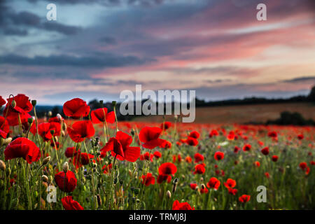 Nahaufnahme der gemeinsamen roten Mohnblumen (Papaver Rhoeas) in UK Mohnfeld bei Sonnenuntergang. Wilde Mohnblumen in der Abendsonne wie in Flanders Fields, Erinnerung. Stockfoto