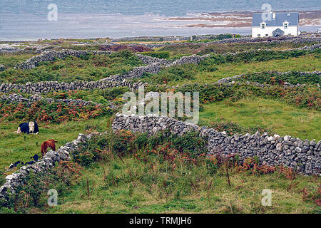 Steinmauern und Kühe in die Landschaft von Inishmore, Aran Island, Irland. Stockfoto