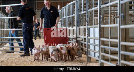 Drover Verschieben einer Packung mit abgesetzten Ferkeln zu einem Vieh Auktion Mart. Cumbria, Großbritannien. Stockfoto