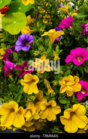 Lebendige, attraktive Sommer Blumen Stockfoto