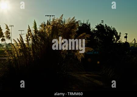 Pampas Gras im Sonnenaufgang, Lindsey City Park, Canyon, Texas. Stockfoto