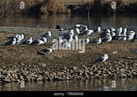 Ring-billed Möwen auf Insel, Lindsey City Park Public Angelsee, Canyon, Texas. Stockfoto