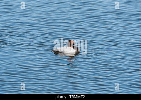 Schwimmen männliche Pochard (Aythya ferina) Stockfoto