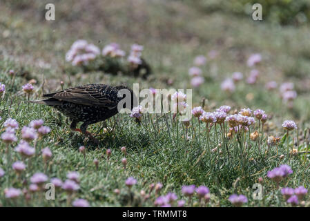 Die nahrungssuche Common Starling (Sturnus vulgaris) Stockfoto