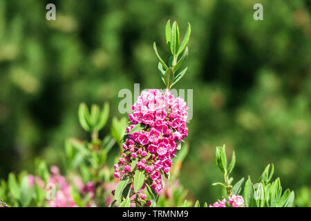 Kalmia angustifolia 'Alba', Schafe Laurel Stockfoto