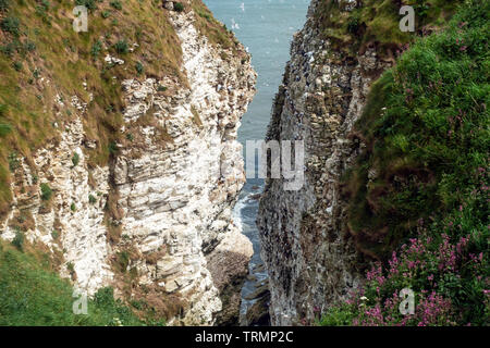 Der Blick von der RSPB Bempton Cliffs Naturschutzgebiet aus dem Mosey Downgate Sicht Stockfoto