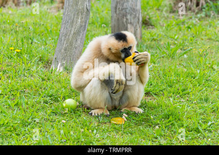 Weibliche nördliche Weiß - cheecked Gibbon Essen der Frucht in den Zoo. Stockfoto