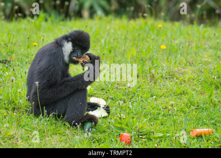 Männliche nördlichen Weiß - cheecked Gibbon Essen der Frucht in den Zoo. Stockfoto