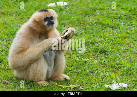 Weibliche nördliche Weiß - cheecked Gibbon Essen der Frucht in den Zoo. Stockfoto