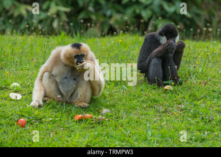 Männlichen und Weiblichen nördlichen Weiß - cheecked Gibbon Essen der Frucht in den Zoo. Stockfoto