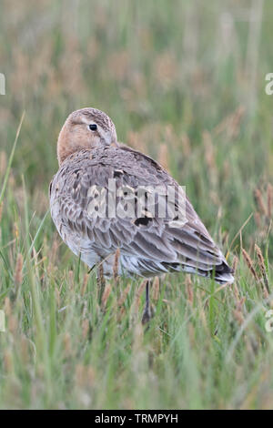 Uferschnepfe/Uferschnepfe (Limosa limosa), Erwachsener, Ausruhen, versteckt seinen Schnabel unter den Flügeln, im Gefieder, wildife, Europa. Stockfoto