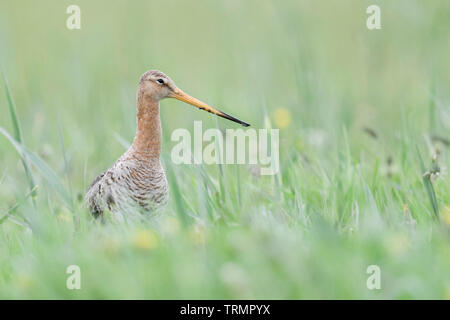 Uferschnepfe/Uferschnepfe (Limosa limosa) in einer feuchten Wiese, Frühling, Natur, Europa. Stockfoto